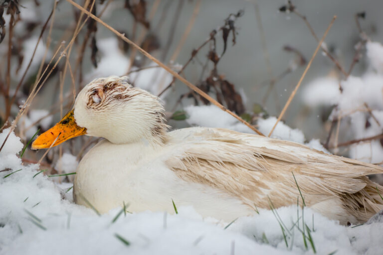 A Guide to Common Duck Diseases - Backyard Poultry